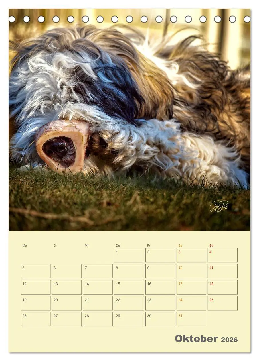 Bild: 9783516466423 | PON-Welpen - jeder Tag ein großes Abenteuer / Planer (Tischkalender...