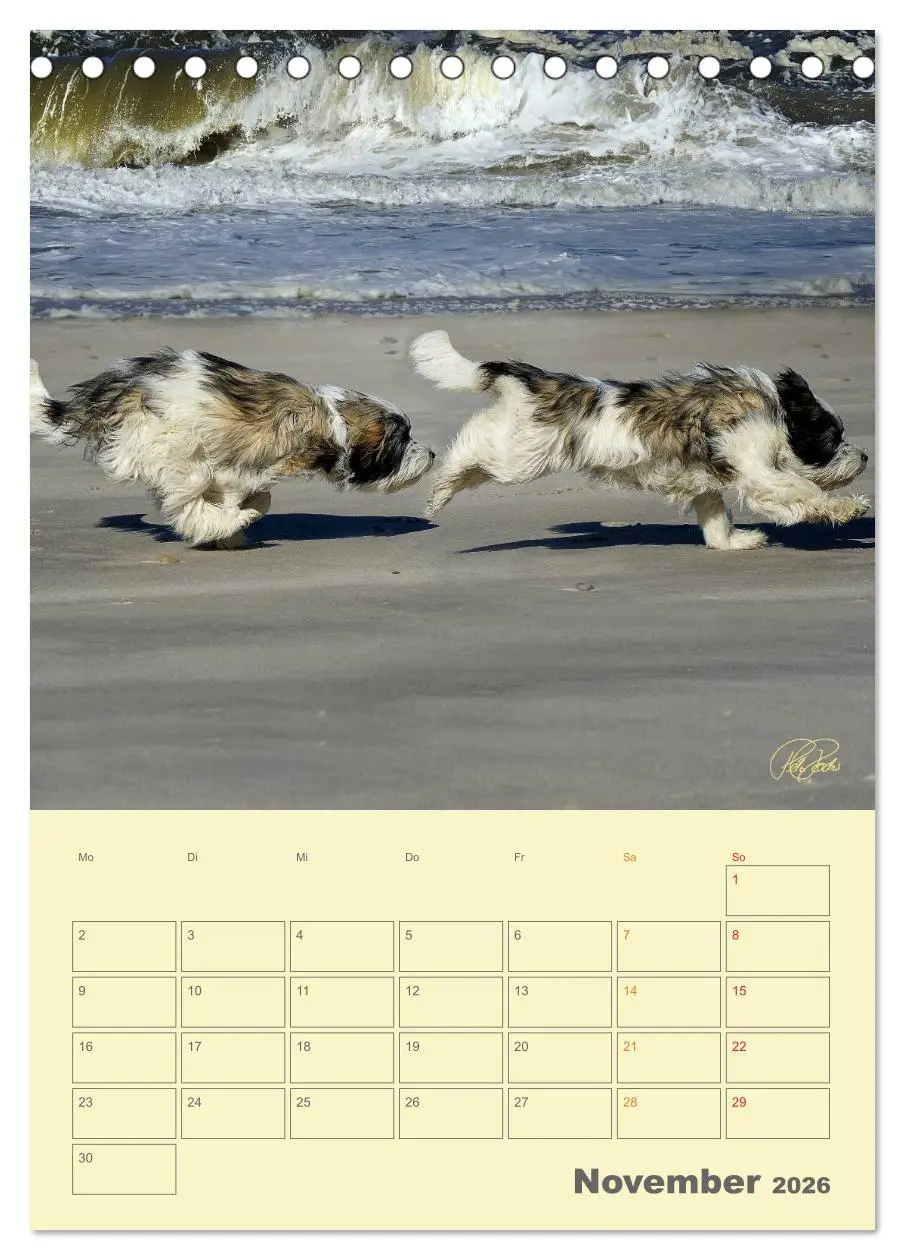 Bild: 9783516466423 | PON-Welpen - jeder Tag ein großes Abenteuer / Planer (Tischkalender...