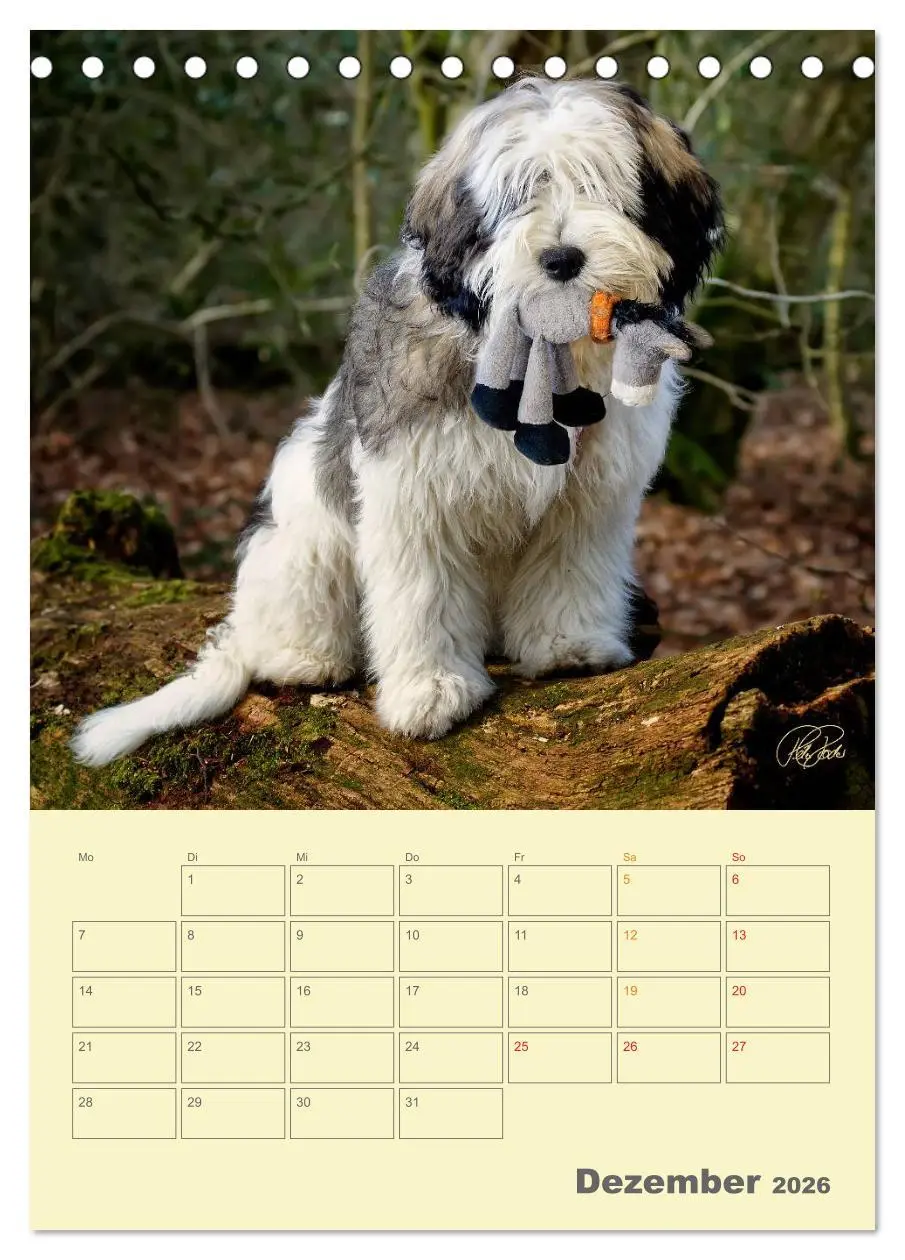 Bild: 9783516466423 | PON-Welpen - jeder Tag ein großes Abenteuer / Planer (Tischkalender...