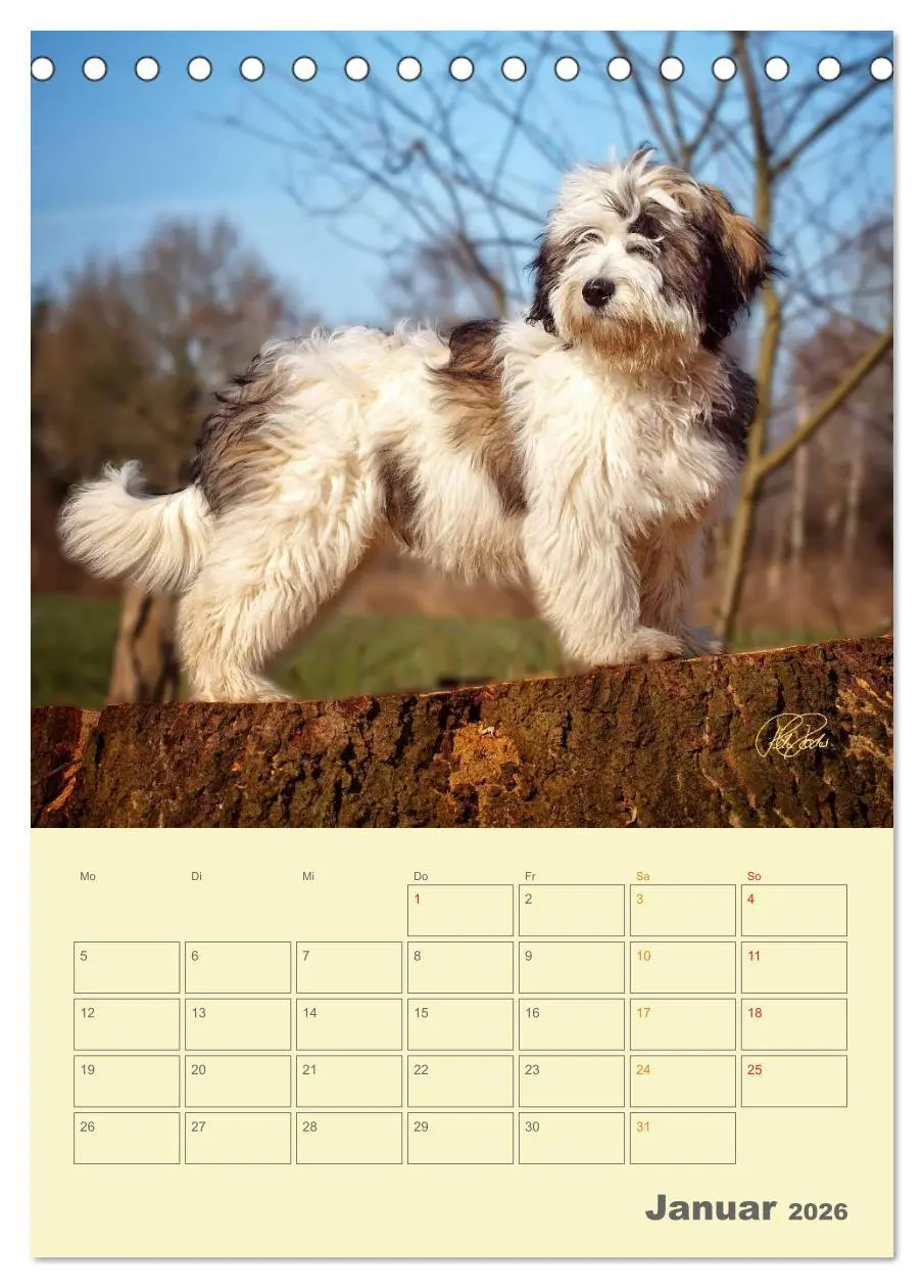 Bild: 9783516466423 | PON-Welpen - jeder Tag ein großes Abenteuer / Planer (Tischkalender...