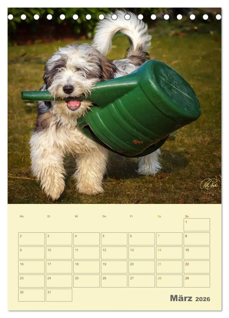 Bild: 9783516466423 | PON-Welpen - jeder Tag ein großes Abenteuer / Planer (Tischkalender...