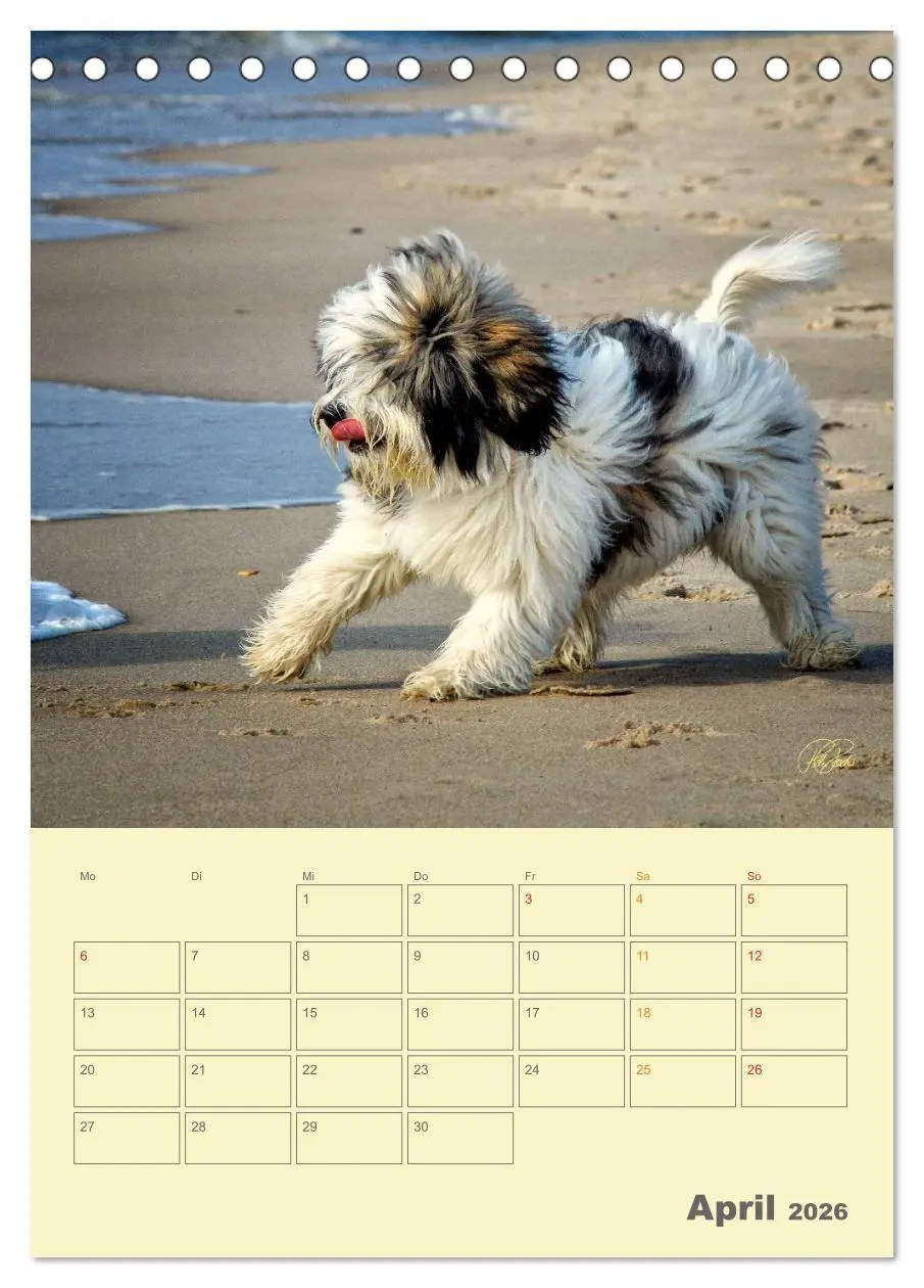 Bild: 9783516466423 | PON-Welpen - jeder Tag ein großes Abenteuer / Planer (Tischkalender...