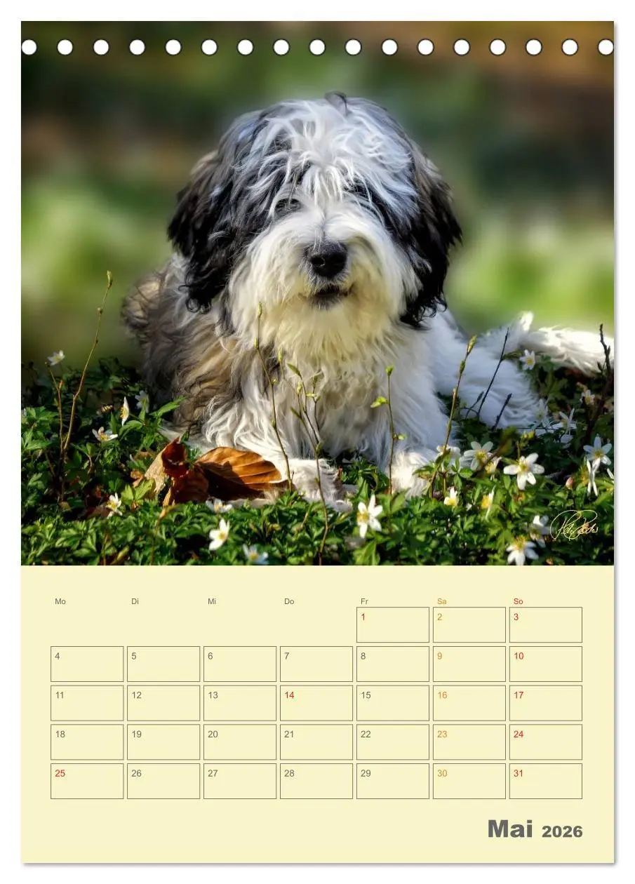 Bild: 9783516466423 | PON-Welpen - jeder Tag ein großes Abenteuer / Planer (Tischkalender...
