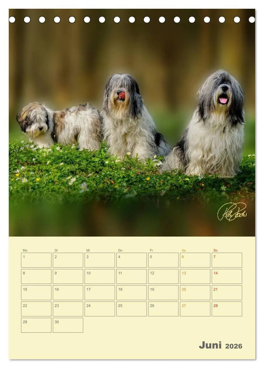 Bild: 9783516466423 | PON-Welpen - jeder Tag ein großes Abenteuer / Planer (Tischkalender...