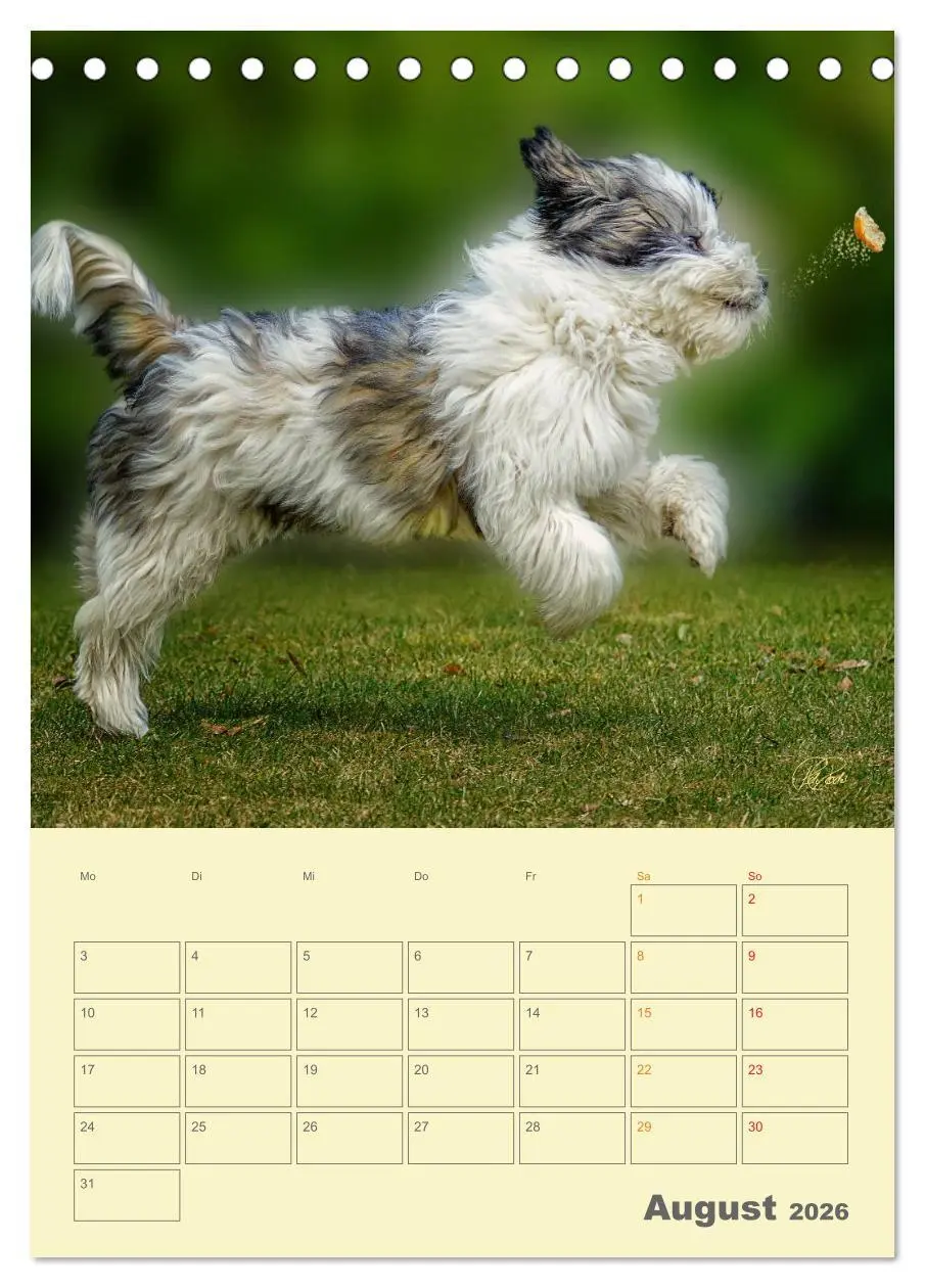 Bild: 9783516466423 | PON-Welpen - jeder Tag ein großes Abenteuer / Planer (Tischkalender...