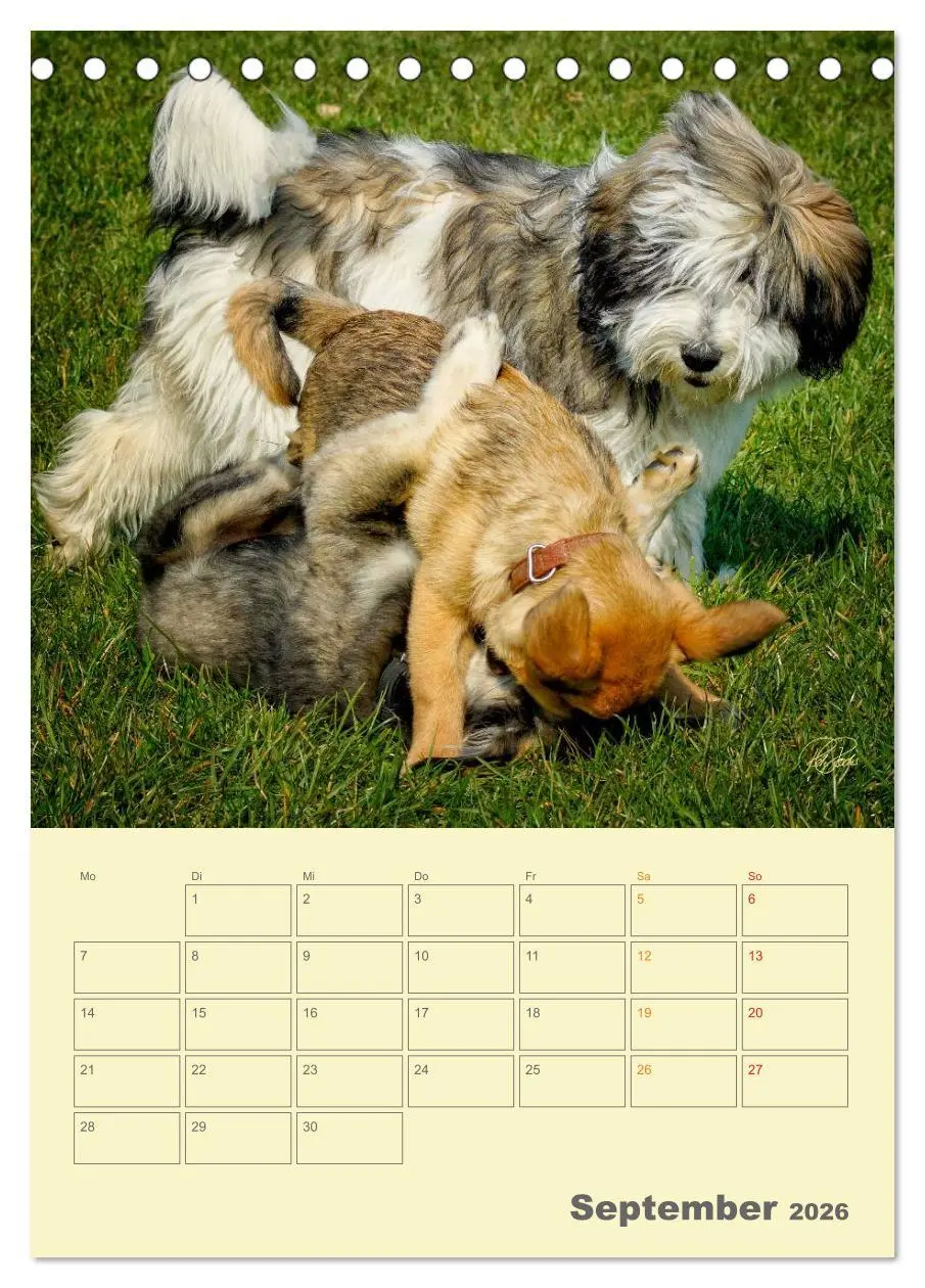 Bild: 9783516466423 | PON-Welpen - jeder Tag ein großes Abenteuer / Planer (Tischkalender...