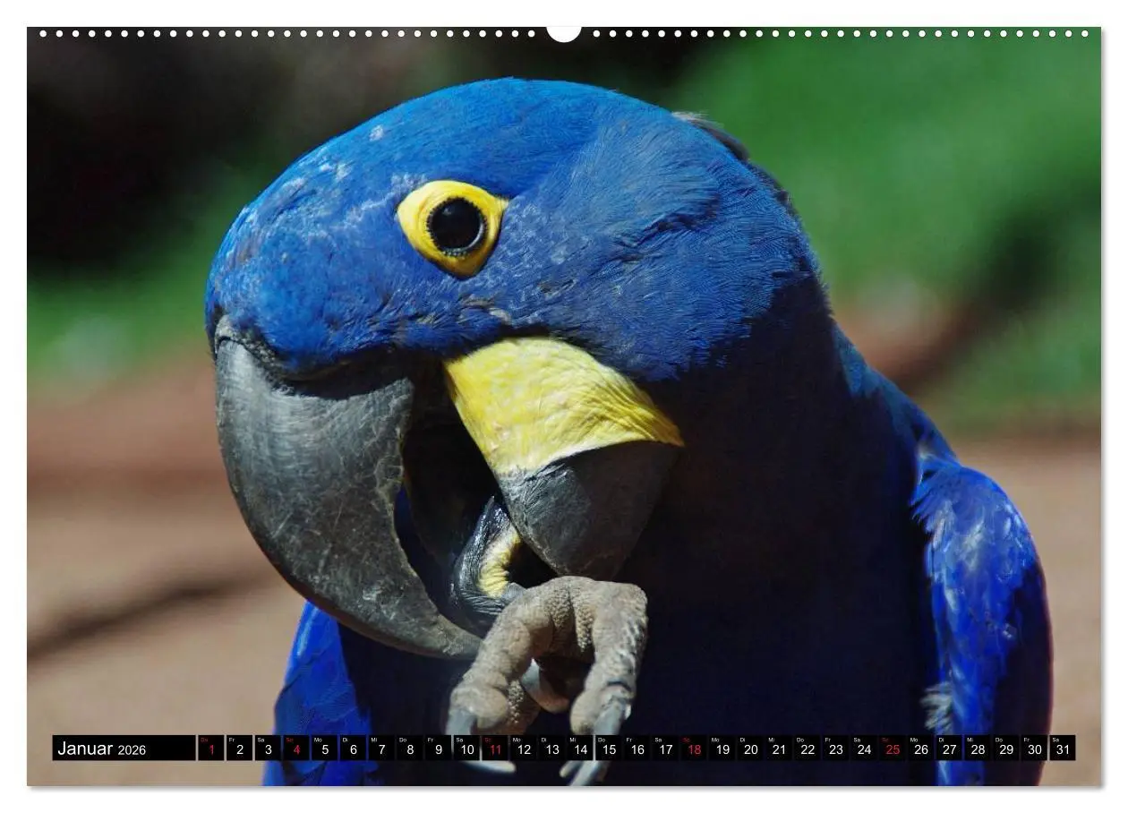 Bild: 9783516216523 | Brasilien. Sonne, Natur und Samba (Wandkalender 2026 DIN A2 quer),...