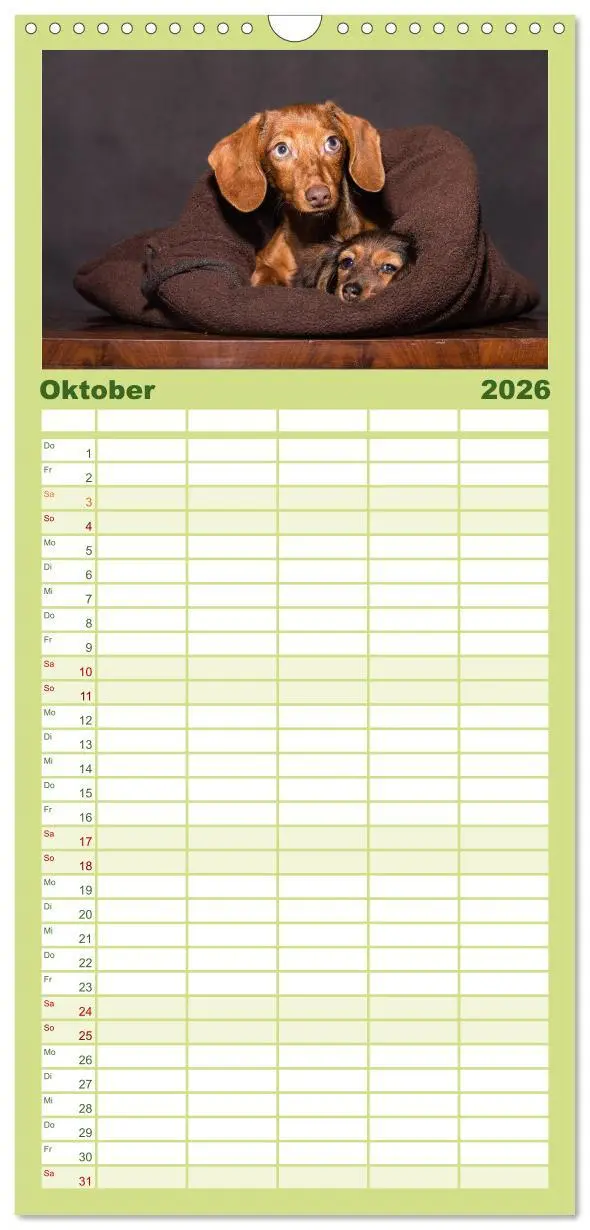 Bild: 9783516516623 | Familienplaner 2026 - DACKEL... wissen was sie wollen... (und was...