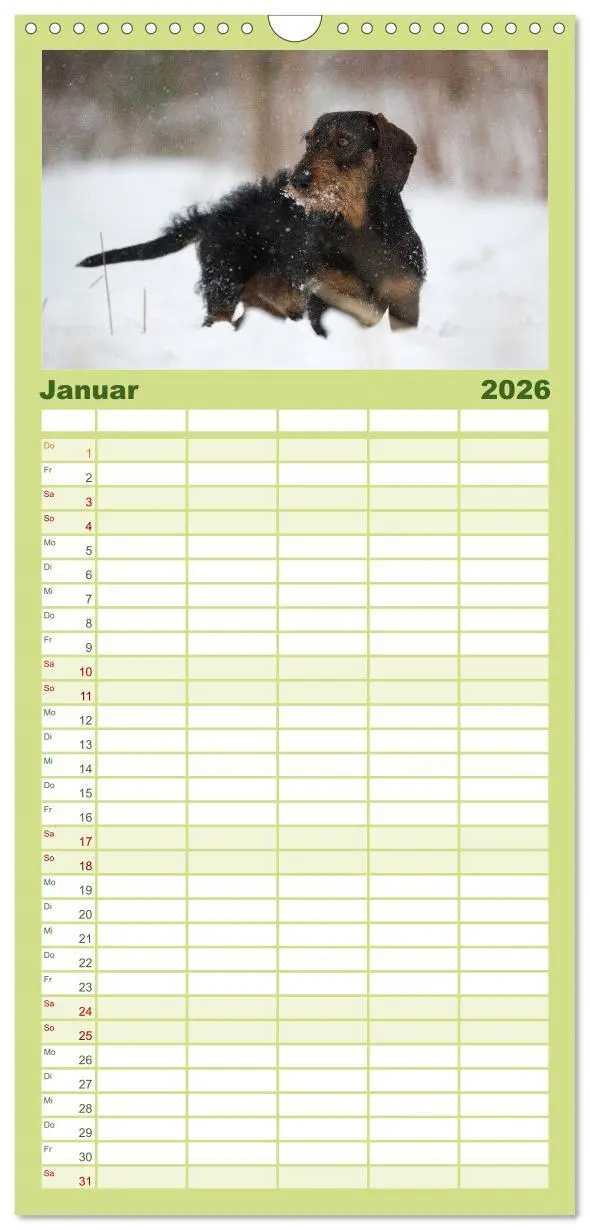 Bild: 9783516516623 | Familienplaner 2026 - DACKEL... wissen was sie wollen... (und was...