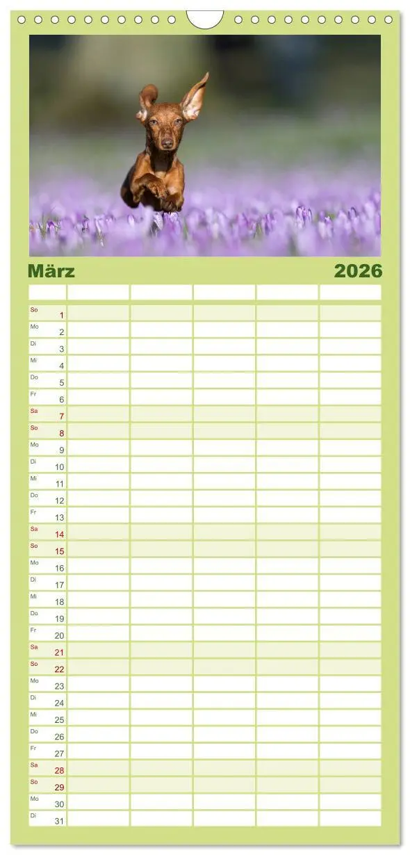 Bild: 9783516516623 | Familienplaner 2026 - DACKEL... wissen was sie wollen... (und was...