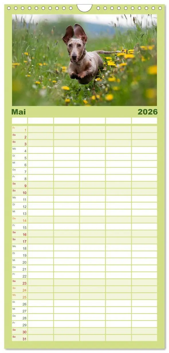 Bild: 9783516516623 | Familienplaner 2026 - DACKEL... wissen was sie wollen... (und was...