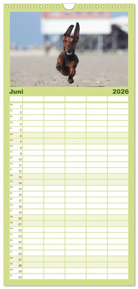Bild: 9783516516623 | Familienplaner 2026 - DACKEL... wissen was sie wollen... (und was...