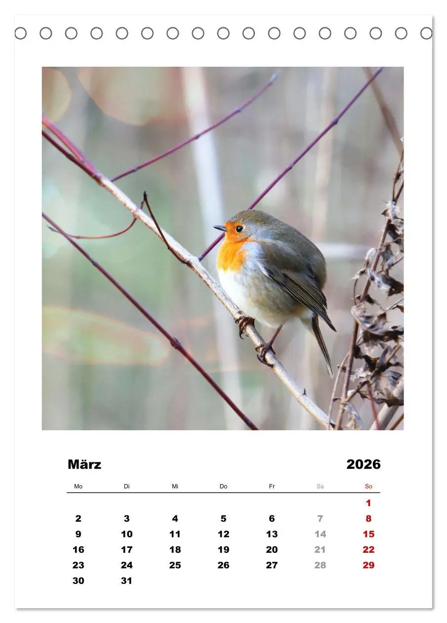Bild: 9783516366723 | Rotkehlchen, süße kleine Knutschkugeln (Tischkalender 2026 DIN A5...