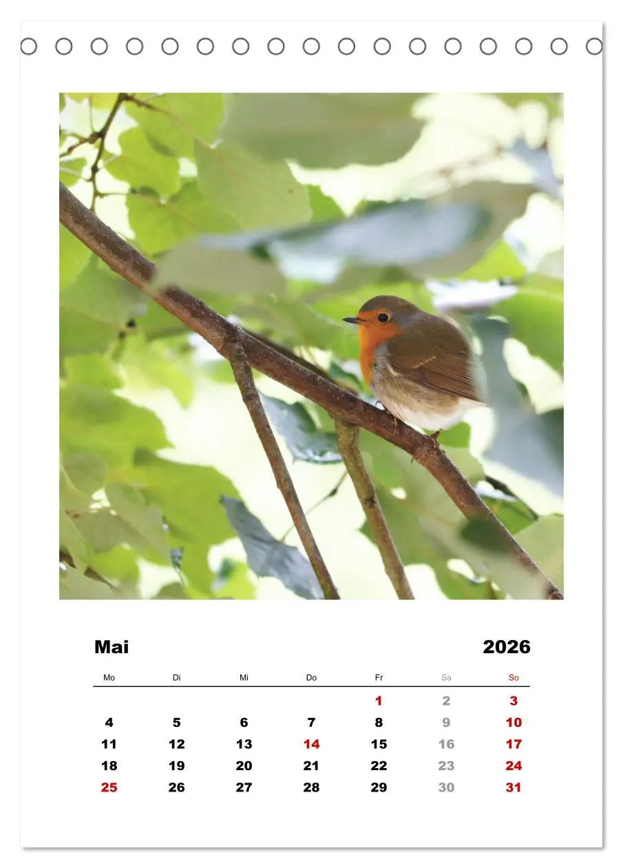 Bild: 9783516366723 | Rotkehlchen, süße kleine Knutschkugeln (Tischkalender 2026 DIN A5...