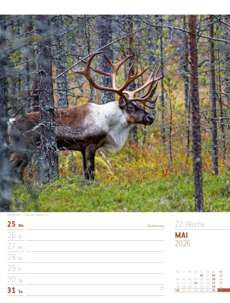 Bild: 9783838426723 | Skandinavien Wochenplaner Kalender 2026 Der Zauber des hohen Nordens
