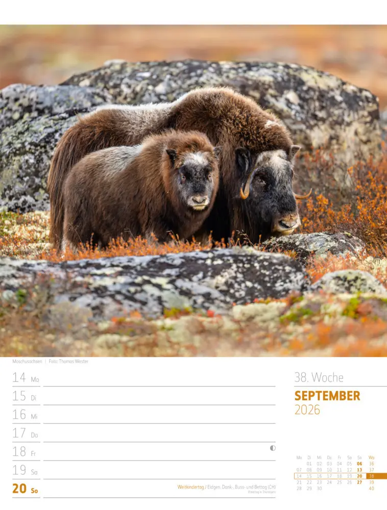 Bild: 9783838426723 | Skandinavien Wochenplaner Kalender 2026 Der Zauber des hohen Nordens