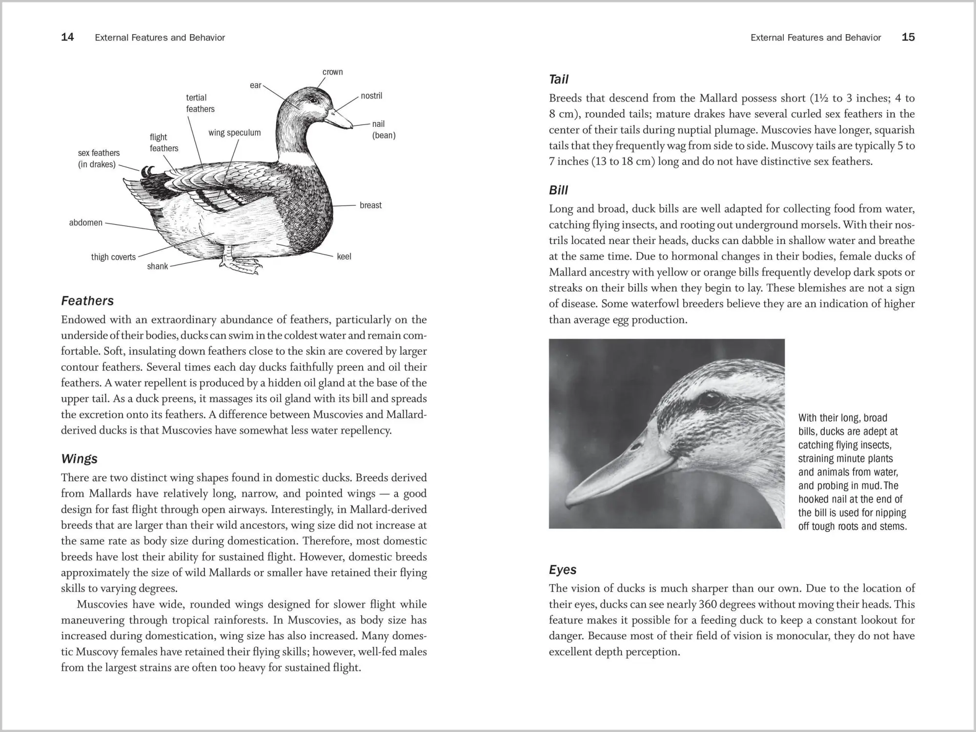 Bild: 9781603426923 | Storey's Guide to Raising Ducks, 2nd Edition | Breeds, Care, Health