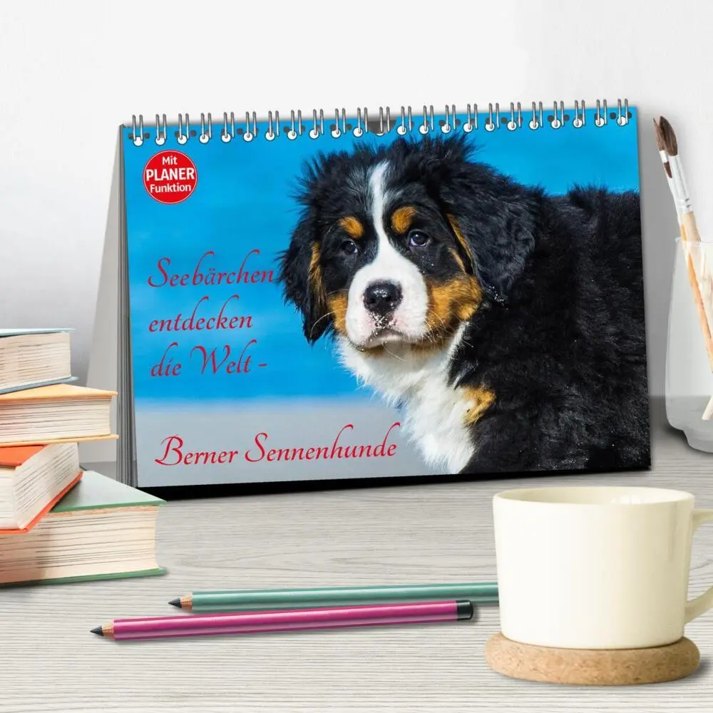 Bild: 9783435476923 | Seebärchen entdecken die Welt - Berner Sennenhunde (Tischkalender...