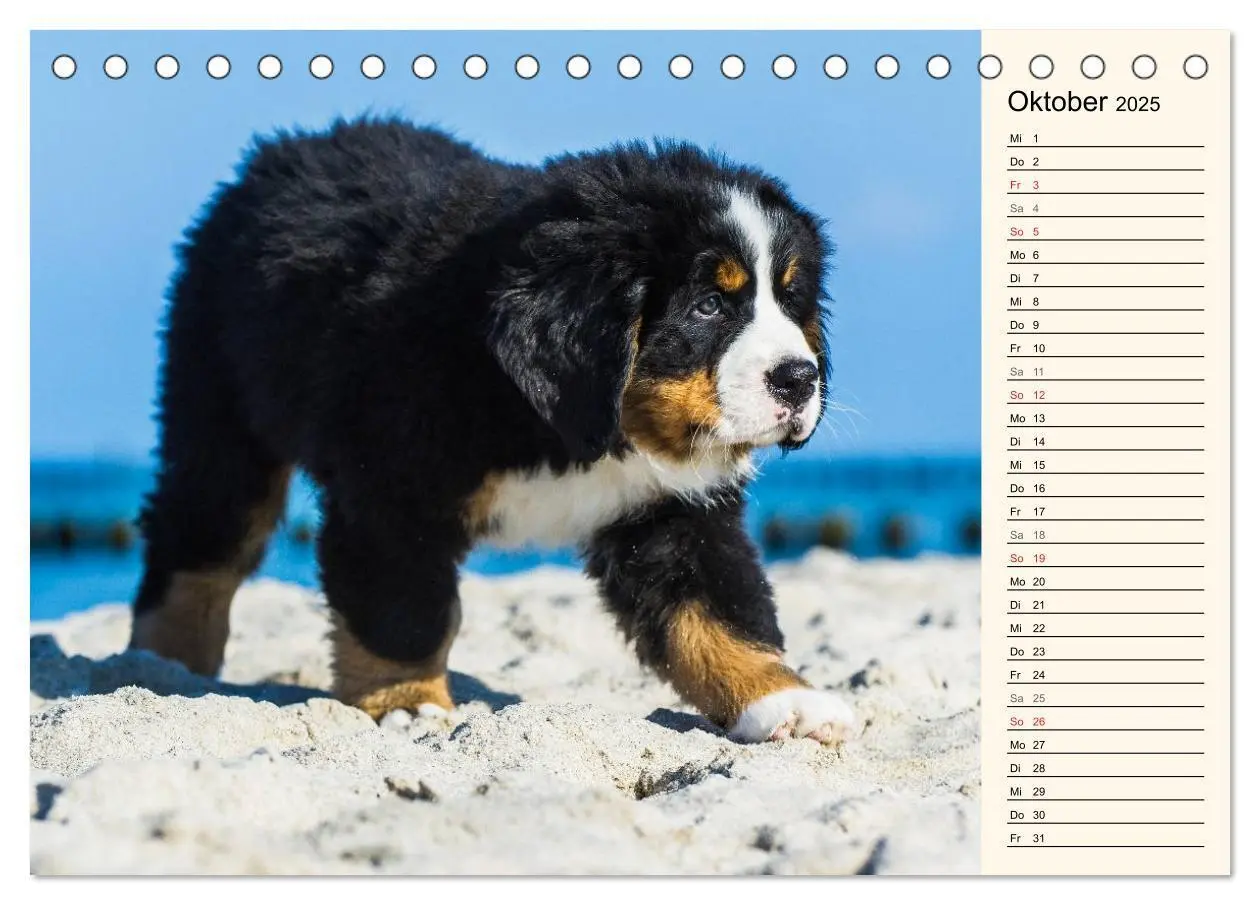Bild: 9783435476923 | Seebärchen entdecken die Welt - Berner Sennenhunde (Tischkalender...