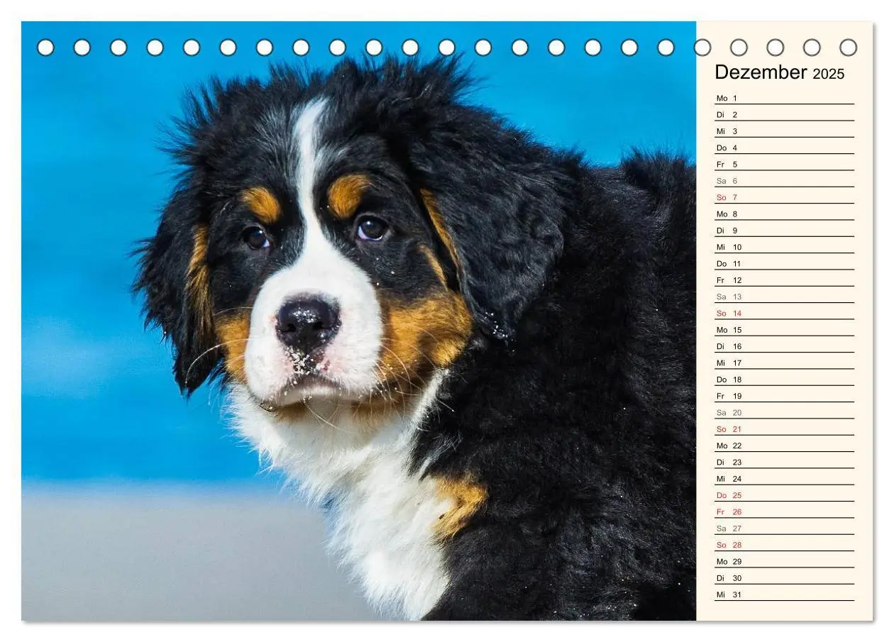 Bild: 9783435476923 | Seebärchen entdecken die Welt - Berner Sennenhunde (Tischkalender...