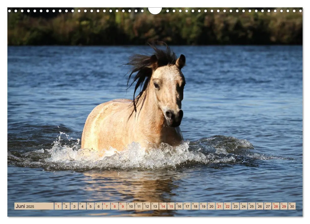 Bild: 9783435367023 | Ponys, die starken Persönlichkeiten (Wandkalender 2025 DIN A3...