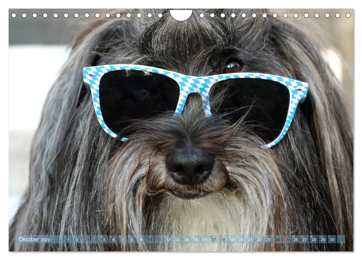 Bild: 9783457767023 | Tibet Terrier Theo (Wandkalender 2026 DIN A4 quer), CALVENDO...