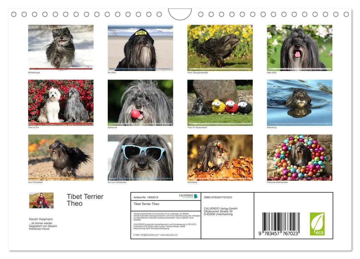 Bild: 9783457767023 | Tibet Terrier Theo (Wandkalender 2026 DIN A4 quer), CALVENDO...