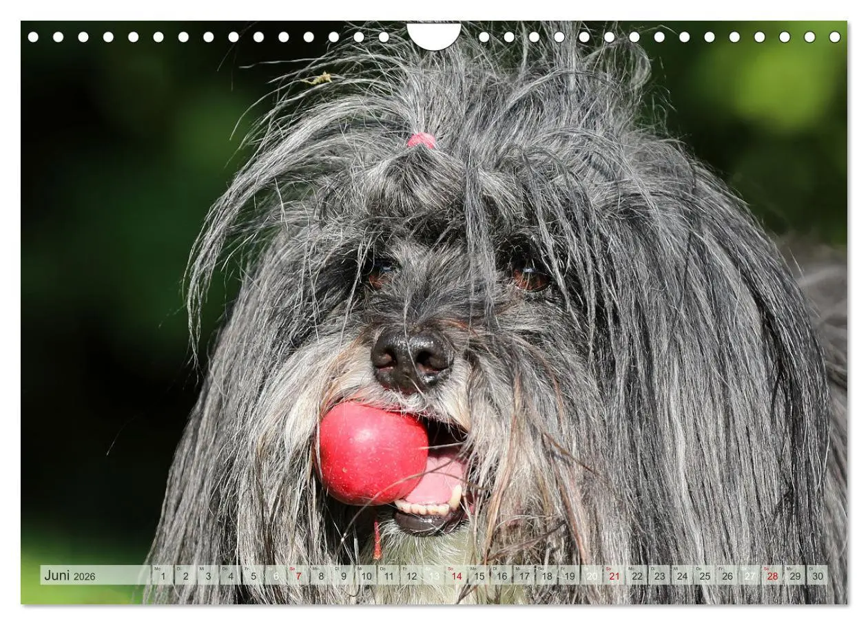Bild: 9783457767023 | Tibet Terrier Theo (Wandkalender 2026 DIN A4 quer), CALVENDO...