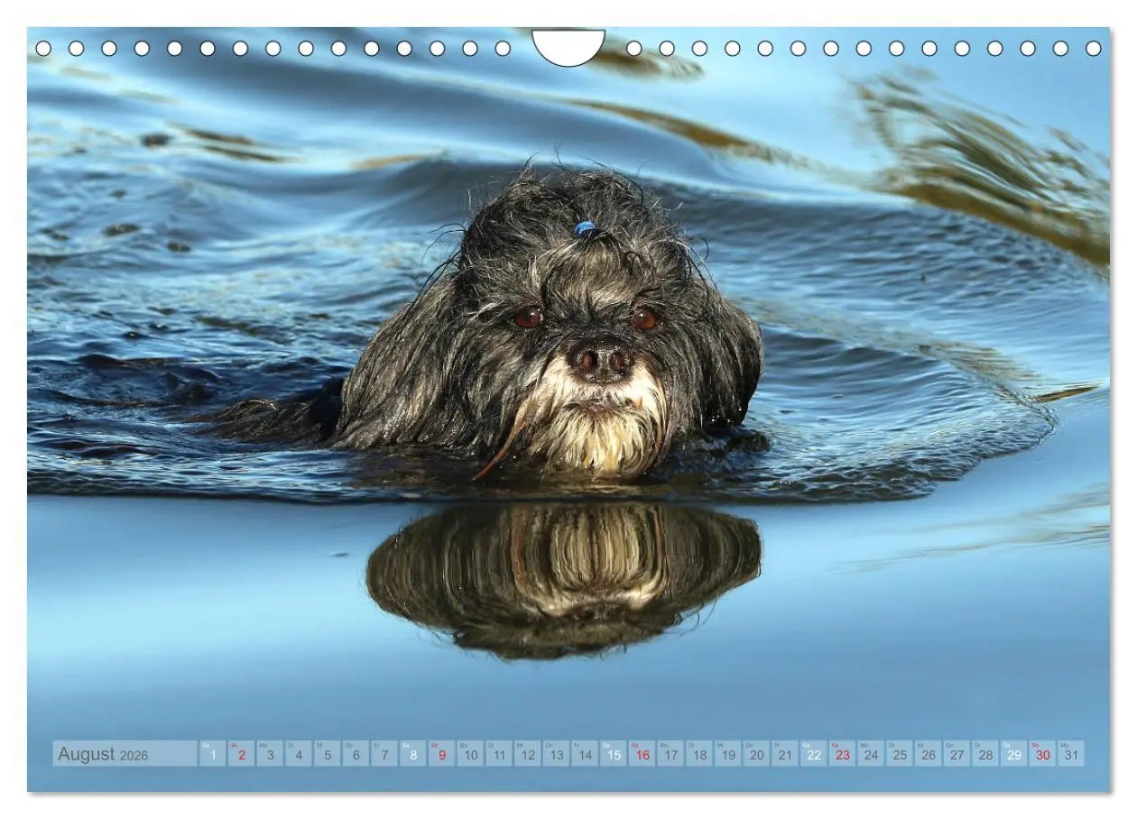 Bild: 9783457767023 | Tibet Terrier Theo (Wandkalender 2026 DIN A4 quer), CALVENDO...