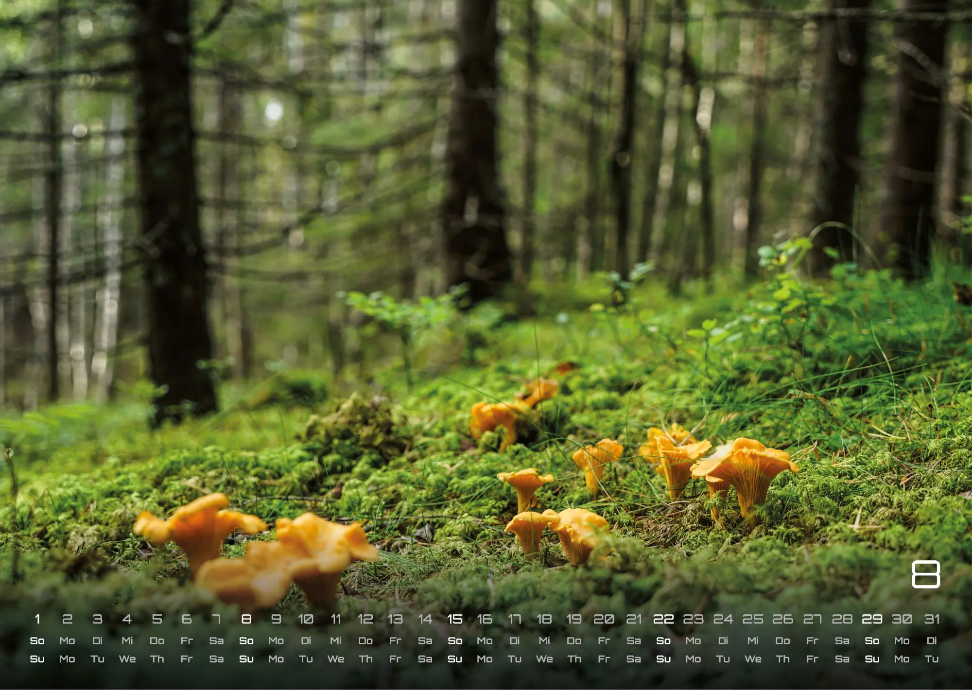 Bild: 9783986737023 | Wald - Erholung für Mensch und Tier - 2027 - Kalender DIN A3 | de