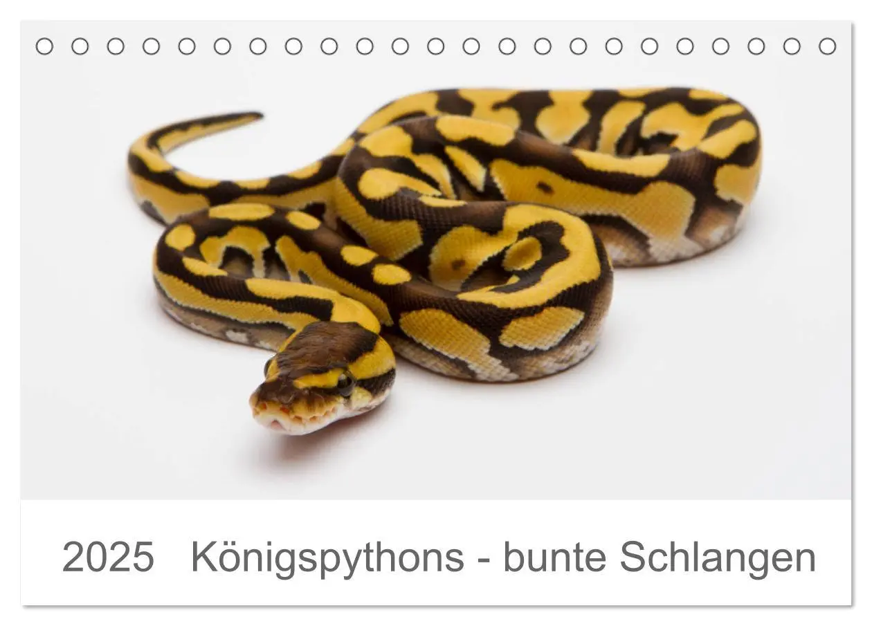 Cover: 9783435117123 | Königspythons - bunte Schlangen (Tischkalender 2025 DIN A5 quer),...