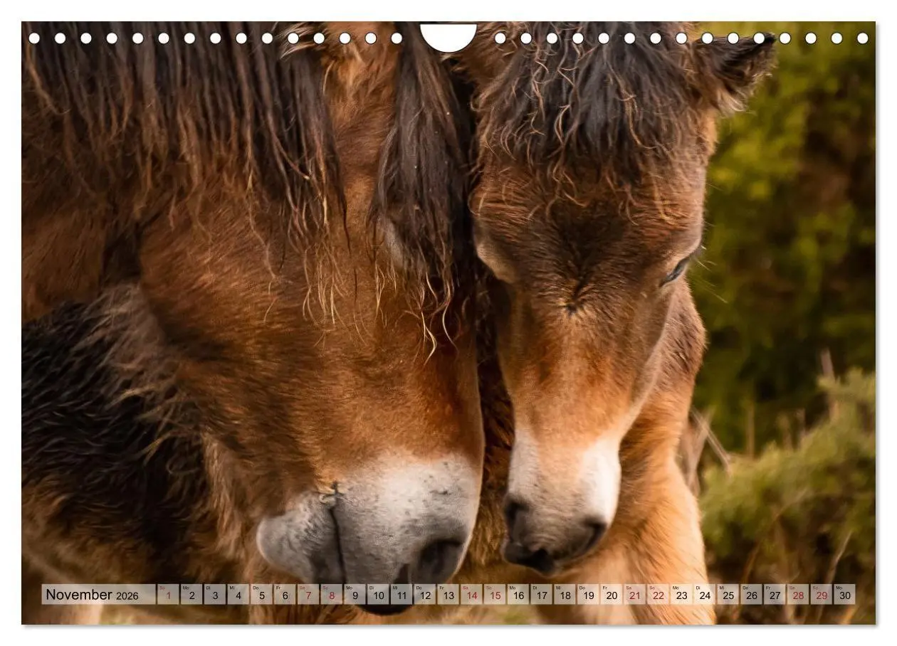 Bild: 9783516697223 | Wildperde - die Magie der Natur (Wandkalender 2026 DIN A4 quer),...