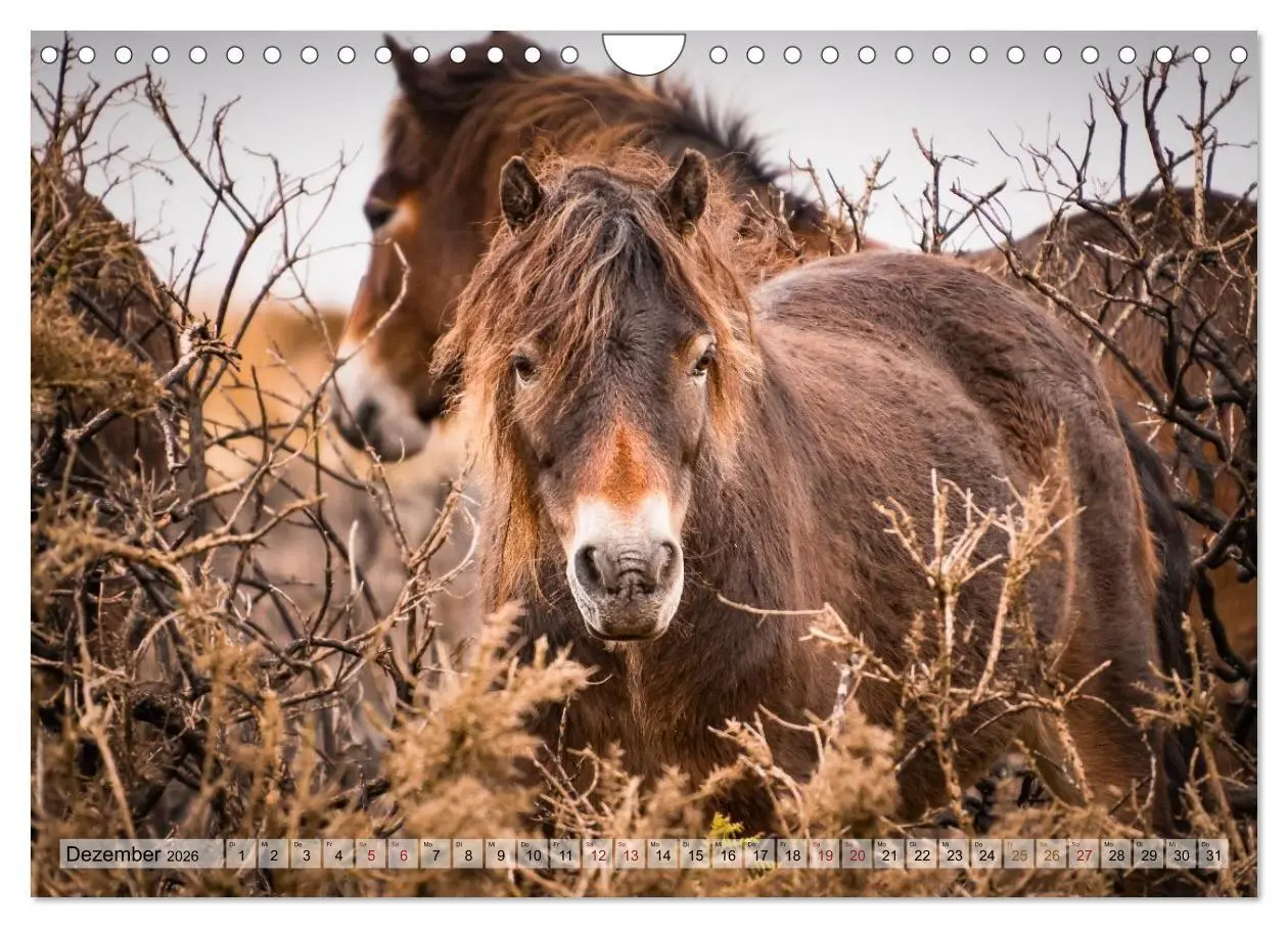 Bild: 9783516697223 | Wildperde - die Magie der Natur (Wandkalender 2026 DIN A4 quer),...