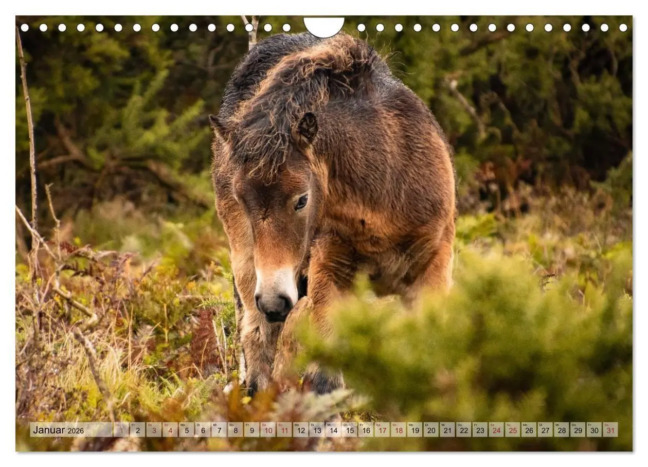 Bild: 9783516697223 | Wildperde - die Magie der Natur (Wandkalender 2026 DIN A4 quer),...
