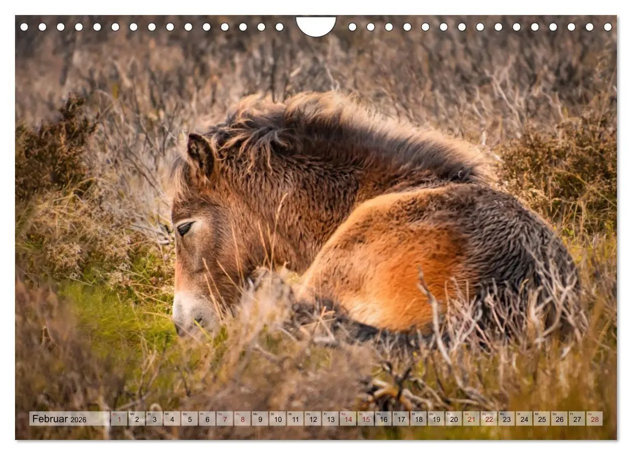 Bild: 9783516697223 | Wildperde - die Magie der Natur (Wandkalender 2026 DIN A4 quer),...