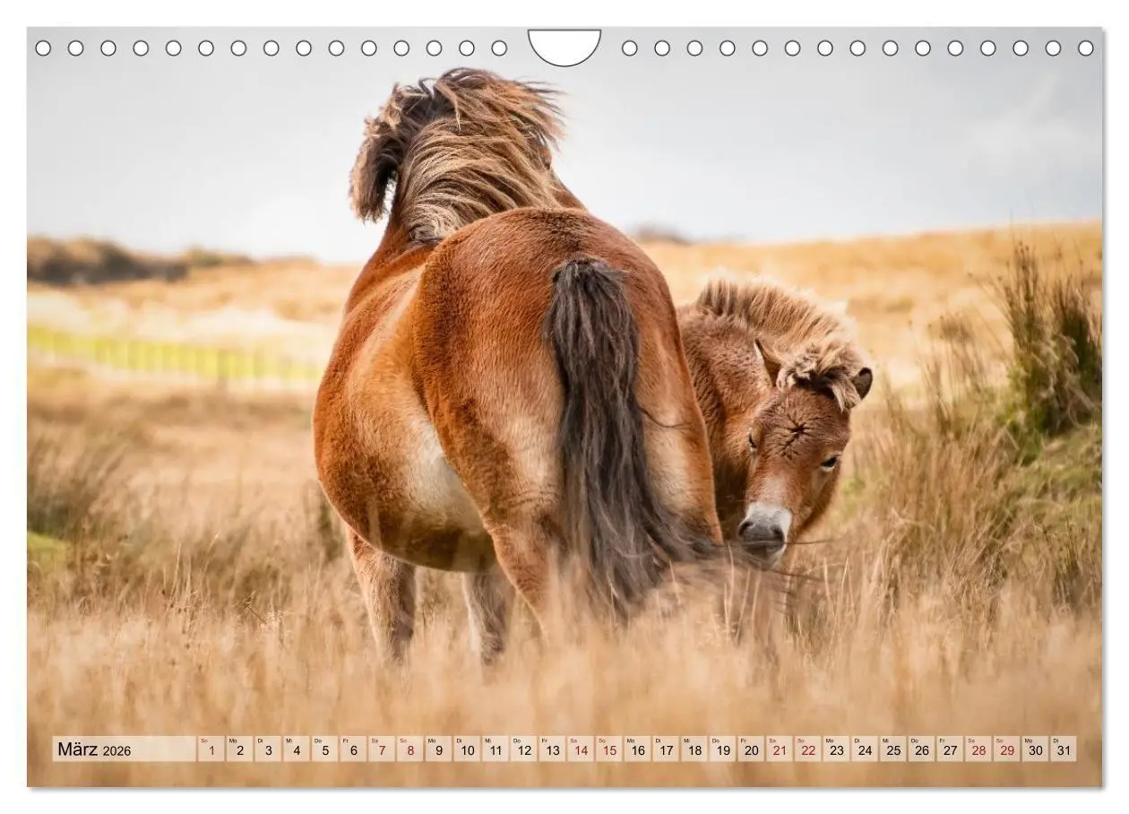 Bild: 9783516697223 | Wildperde - die Magie der Natur (Wandkalender 2026 DIN A4 quer),...