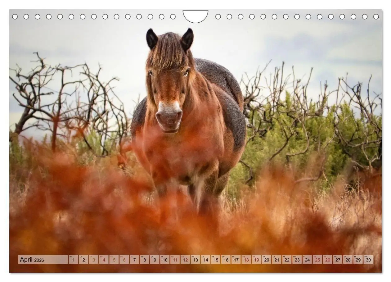 Bild: 9783516697223 | Wildperde - die Magie der Natur (Wandkalender 2026 DIN A4 quer),...