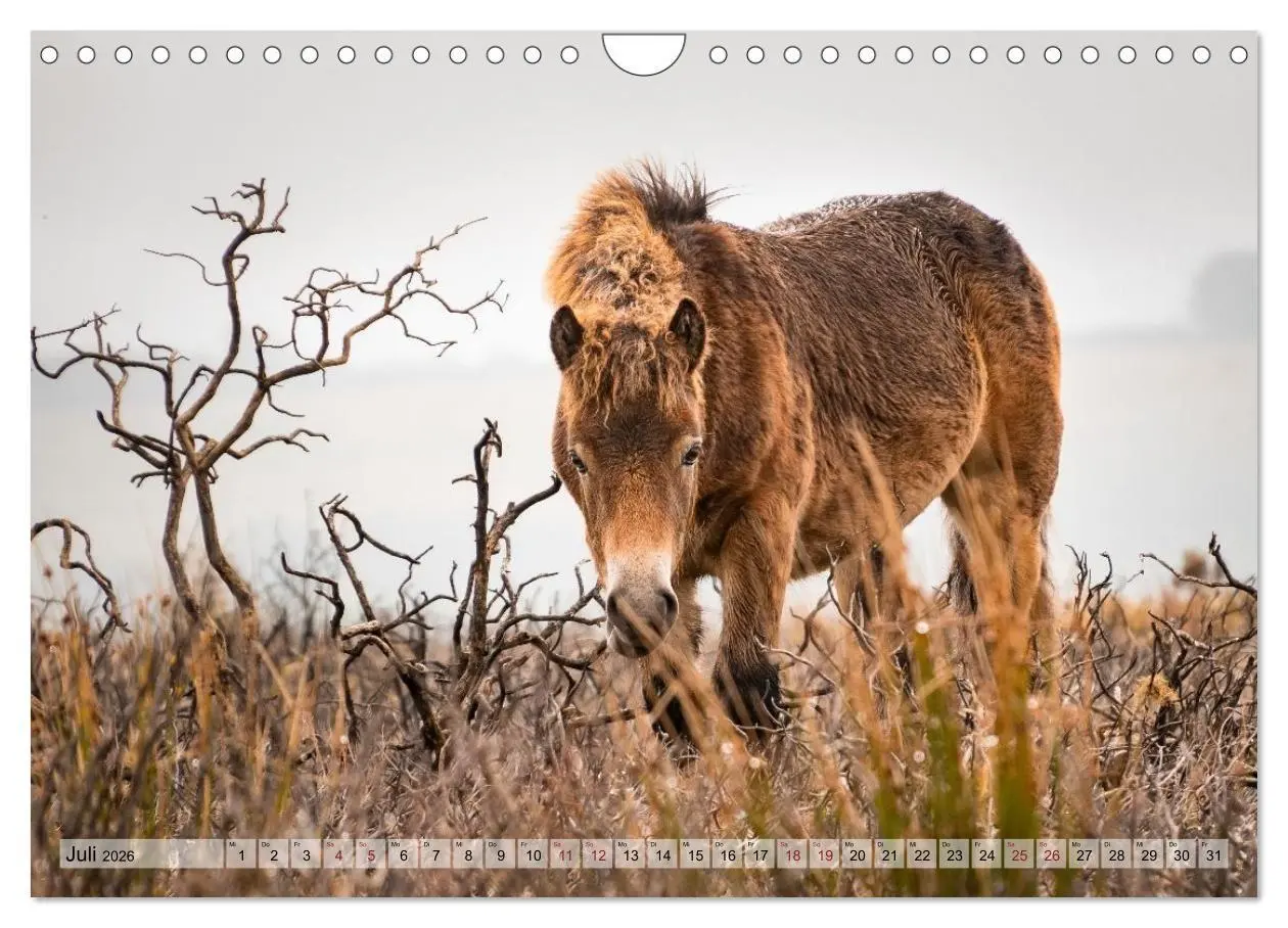 Bild: 9783516697223 | Wildperde - die Magie der Natur (Wandkalender 2026 DIN A4 quer),...