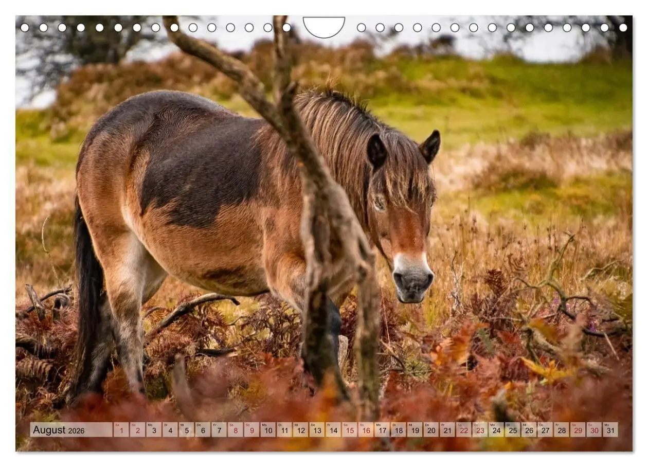 Bild: 9783516697223 | Wildperde - die Magie der Natur (Wandkalender 2026 DIN A4 quer),...