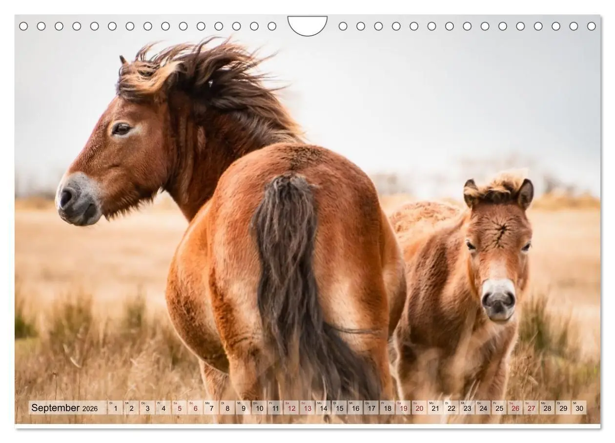 Bild: 9783516697223 | Wildperde - die Magie der Natur (Wandkalender 2026 DIN A4 quer),...