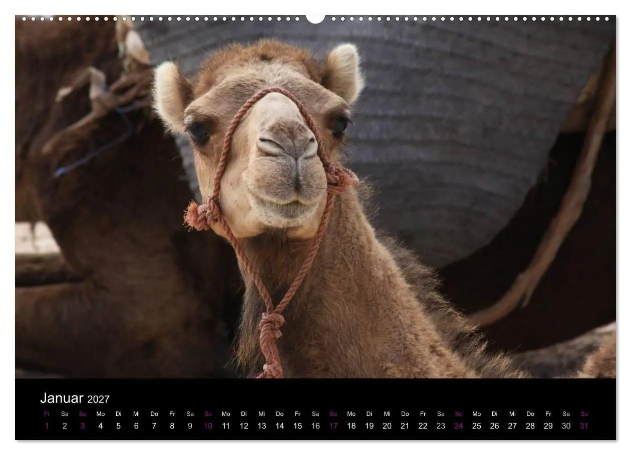 Bild: 9783594127223 | Kamele 2027 - Unterwegs mit zottigen Wüstenschiffen (Wandkalender...