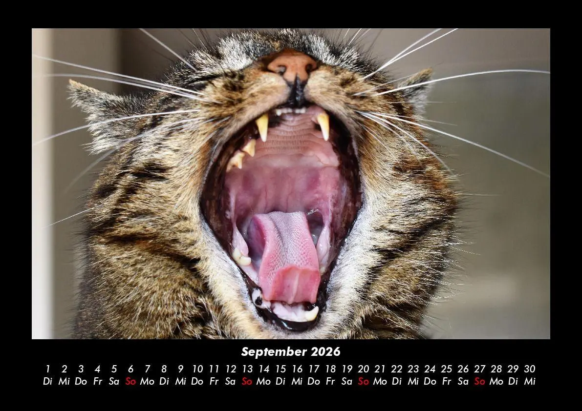 Bild: 9783695417223 | Für Katzenfreunde 2026 Fotokalender DIN A3 | Tobias Becker | Kalender
