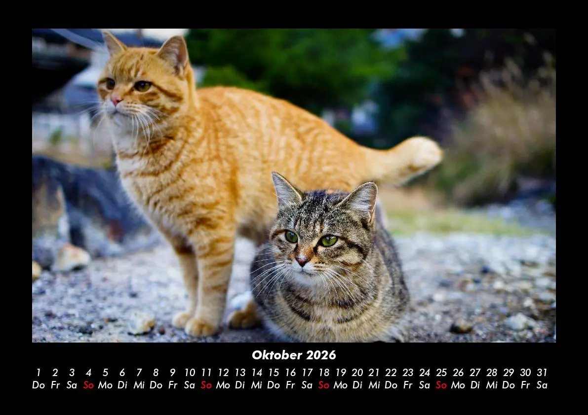 Bild: 9783695417223 | Für Katzenfreunde 2026 Fotokalender DIN A3 | Tobias Becker | Kalender