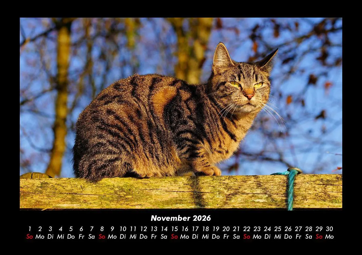 Bild: 9783695417223 | Für Katzenfreunde 2026 Fotokalender DIN A3 | Tobias Becker | Kalender