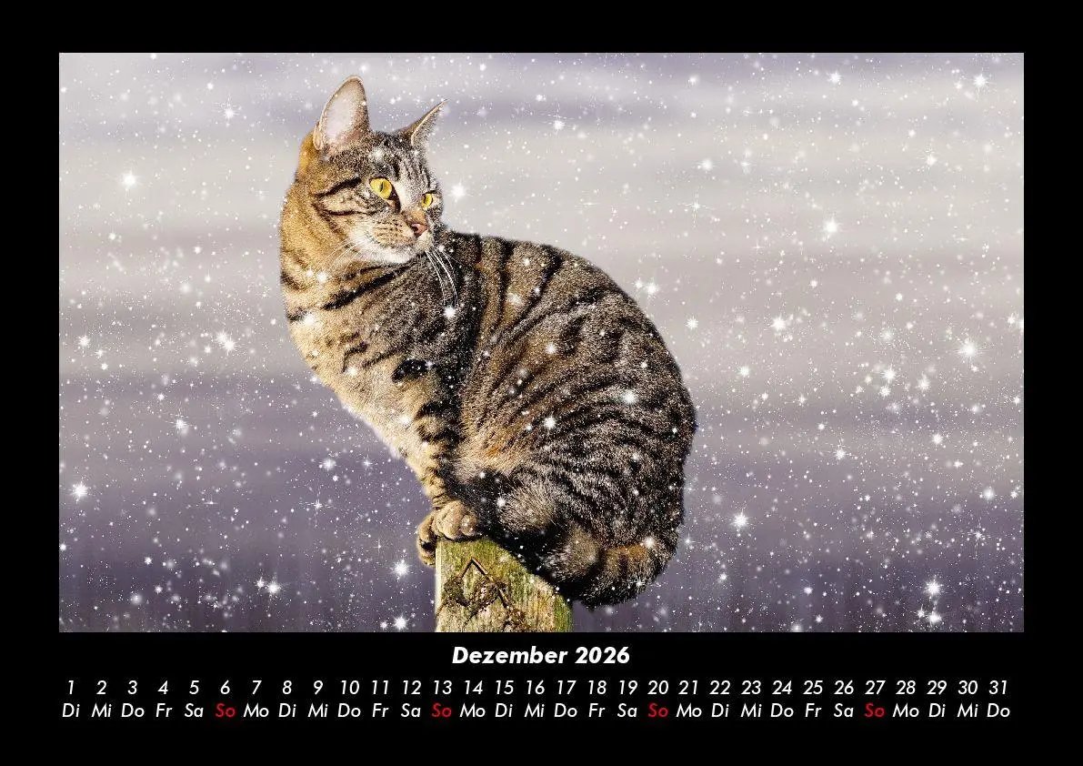 Bild: 9783695417223 | Für Katzenfreunde 2026 Fotokalender DIN A3 | Tobias Becker | Kalender