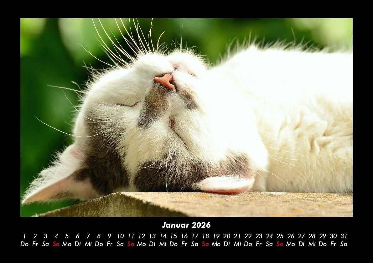 Bild: 9783695417223 | Für Katzenfreunde 2026 Fotokalender DIN A3 | Tobias Becker | Kalender