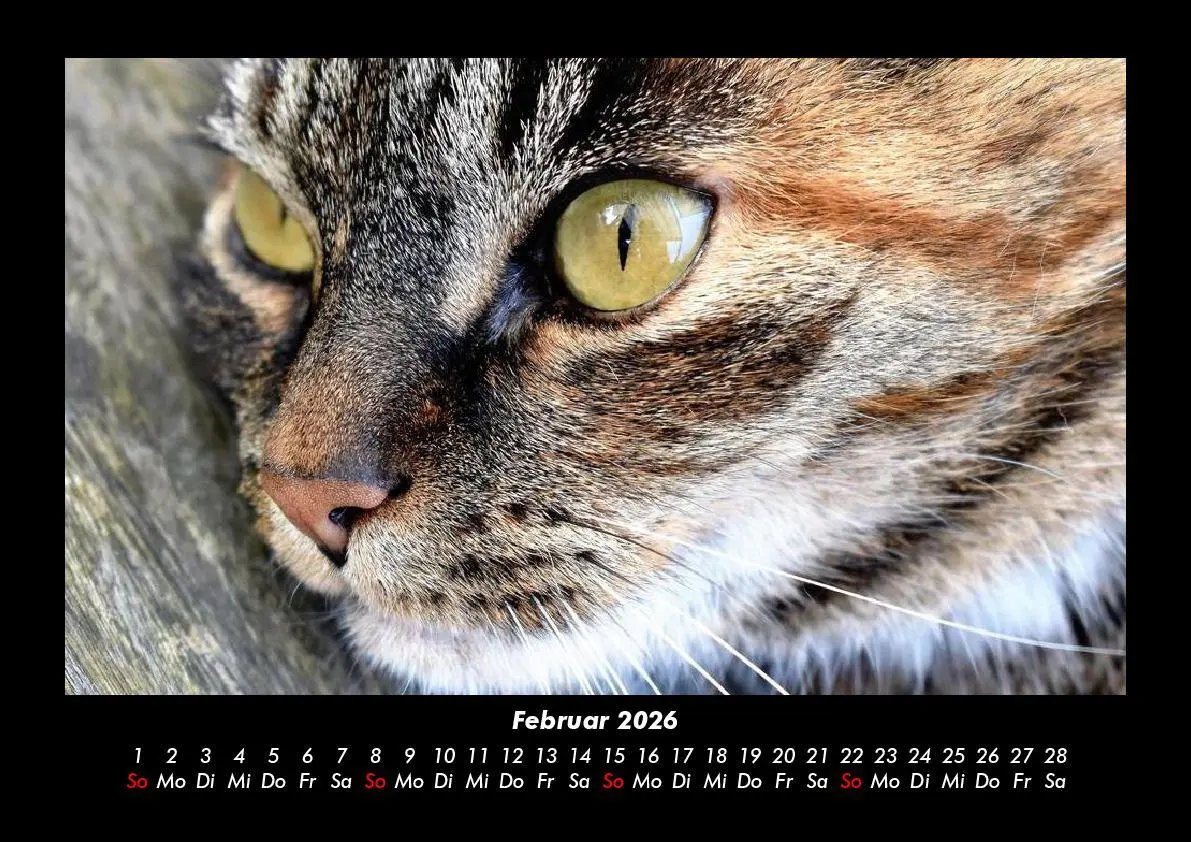 Bild: 9783695417223 | Für Katzenfreunde 2026 Fotokalender DIN A3 | Tobias Becker | Kalender