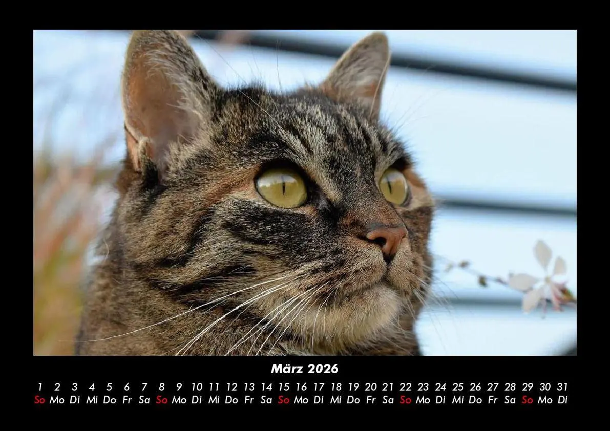 Bild: 9783695417223 | Für Katzenfreunde 2026 Fotokalender DIN A3 | Tobias Becker | Kalender