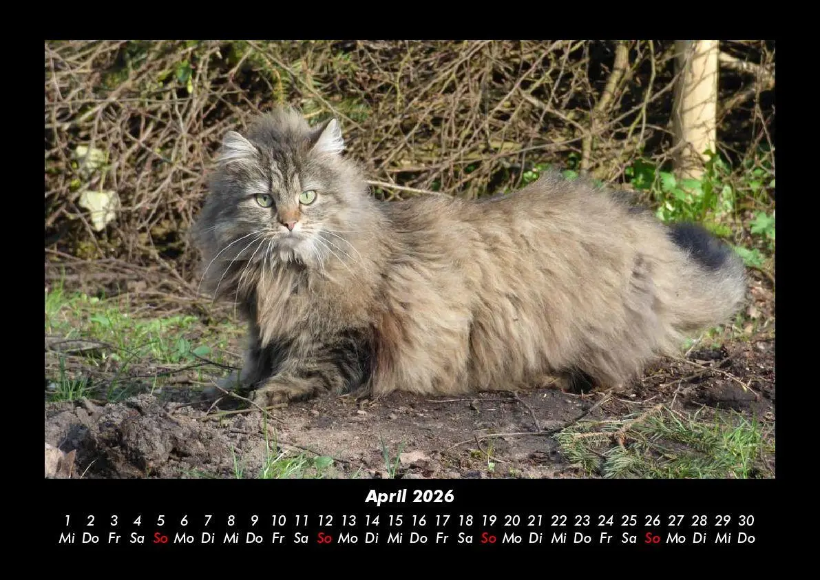 Bild: 9783695417223 | Für Katzenfreunde 2026 Fotokalender DIN A3 | Tobias Becker | Kalender