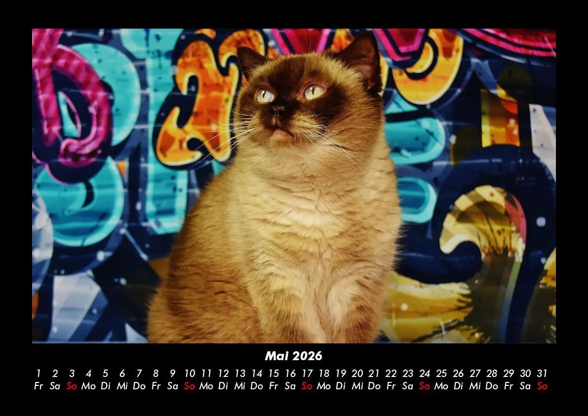 Bild: 9783695417223 | Für Katzenfreunde 2026 Fotokalender DIN A3 | Tobias Becker | Kalender